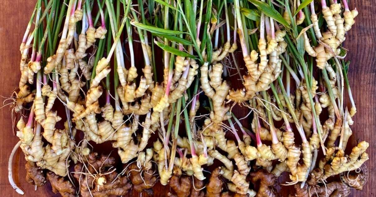 Ginger Seeds
