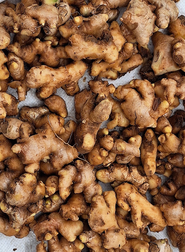 Ginger Harvesting