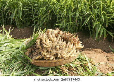 Fresh Ginger