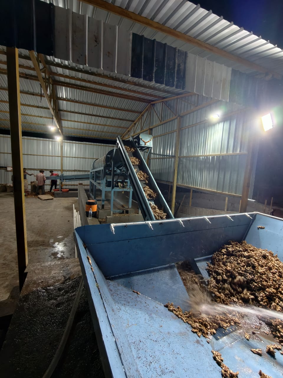 Ginger Washing & Processing